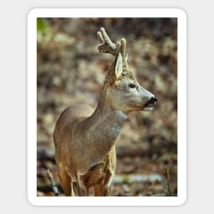 Roe buck in the forest Sticker